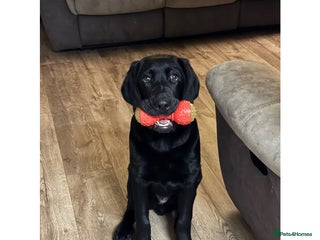 Labrador Retriever dogs 6 month old Labrador retriever - Advert 7