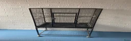 Budgerigars birds for sale: Bird cage with free Budgie in Leamington Spa - Advert 1