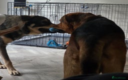 Mixed Breed dogs for sale: Max The GSD X Rottweiler  - Image 2