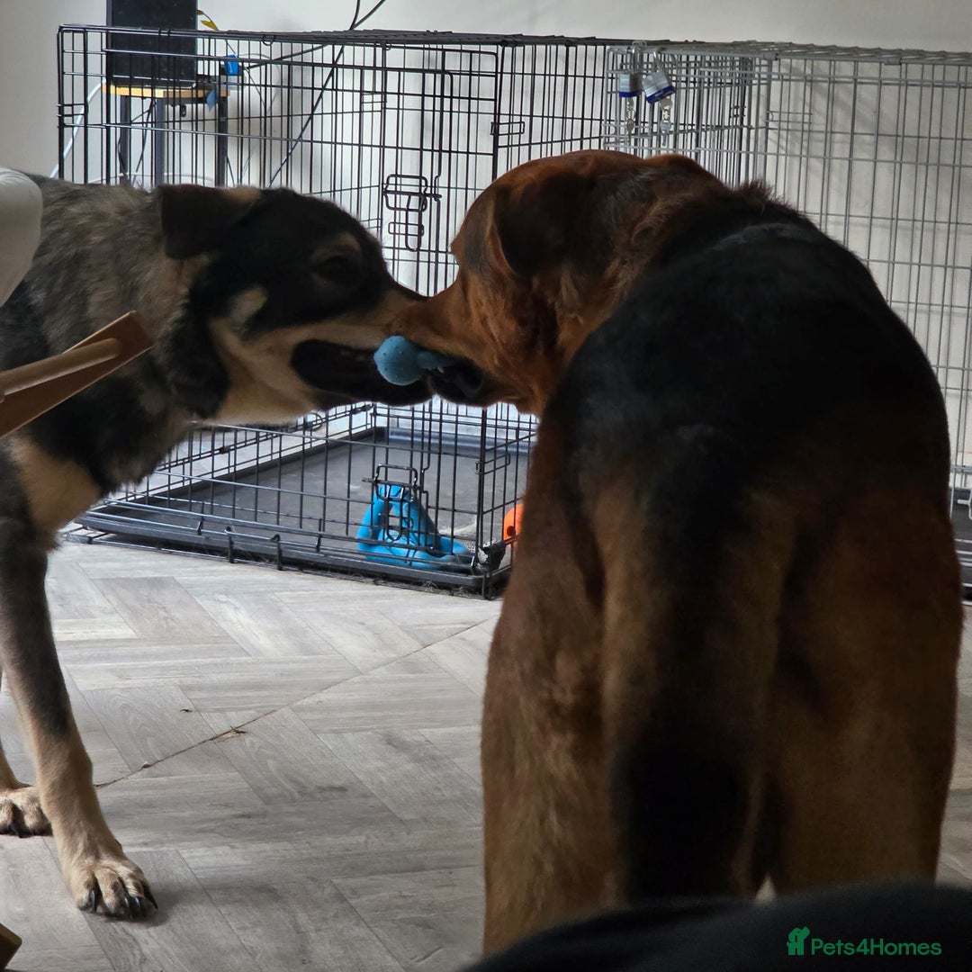 Mixed Breed dogs for sale: Max The GSD X Rottweiler  - Image 2