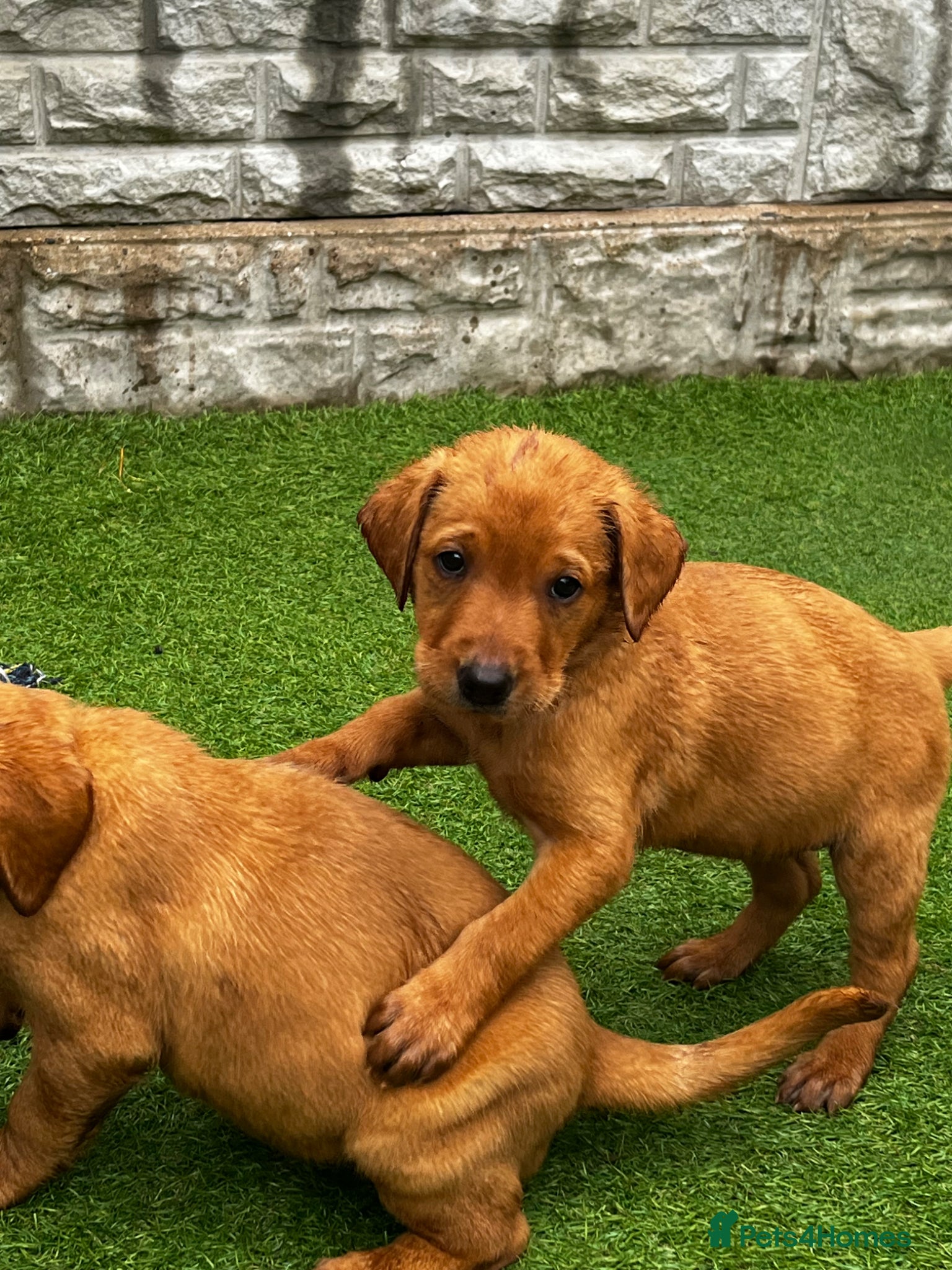 Labrador Retriever dogs Beautiful Labrador puppies - Advert 2