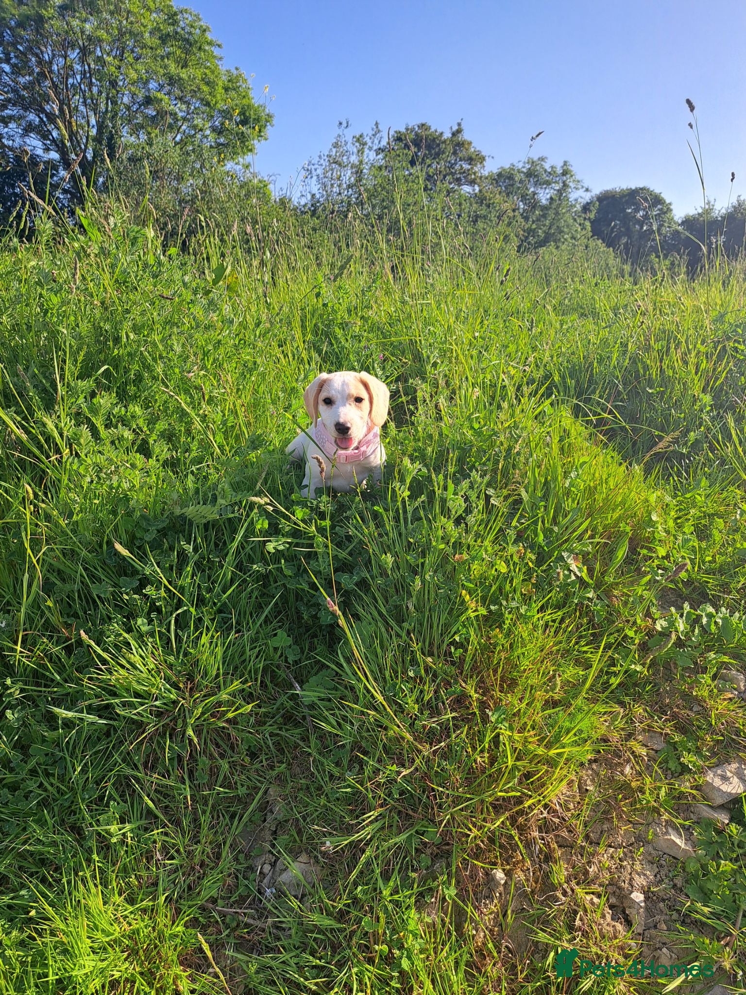 Beagle dogs Gorgeous 16 week old lemon beagle puppy  - Advert 3