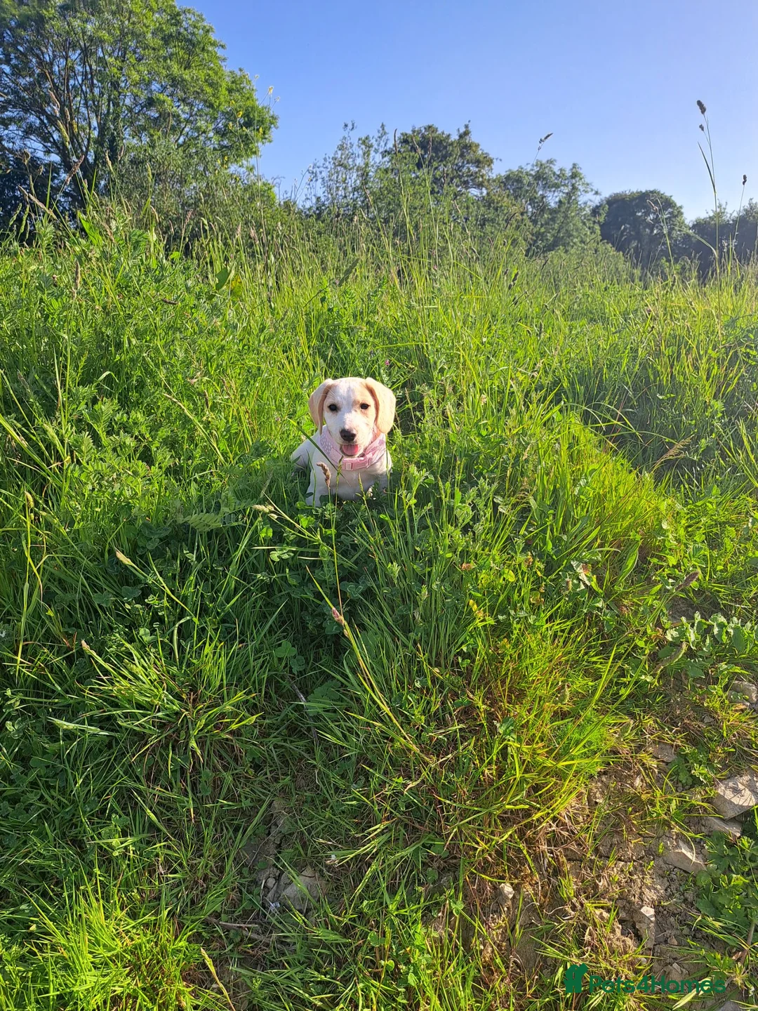 Beagle dogs for sale: Gorgeous 16 week old lemon beagle puppy  - Advert 1