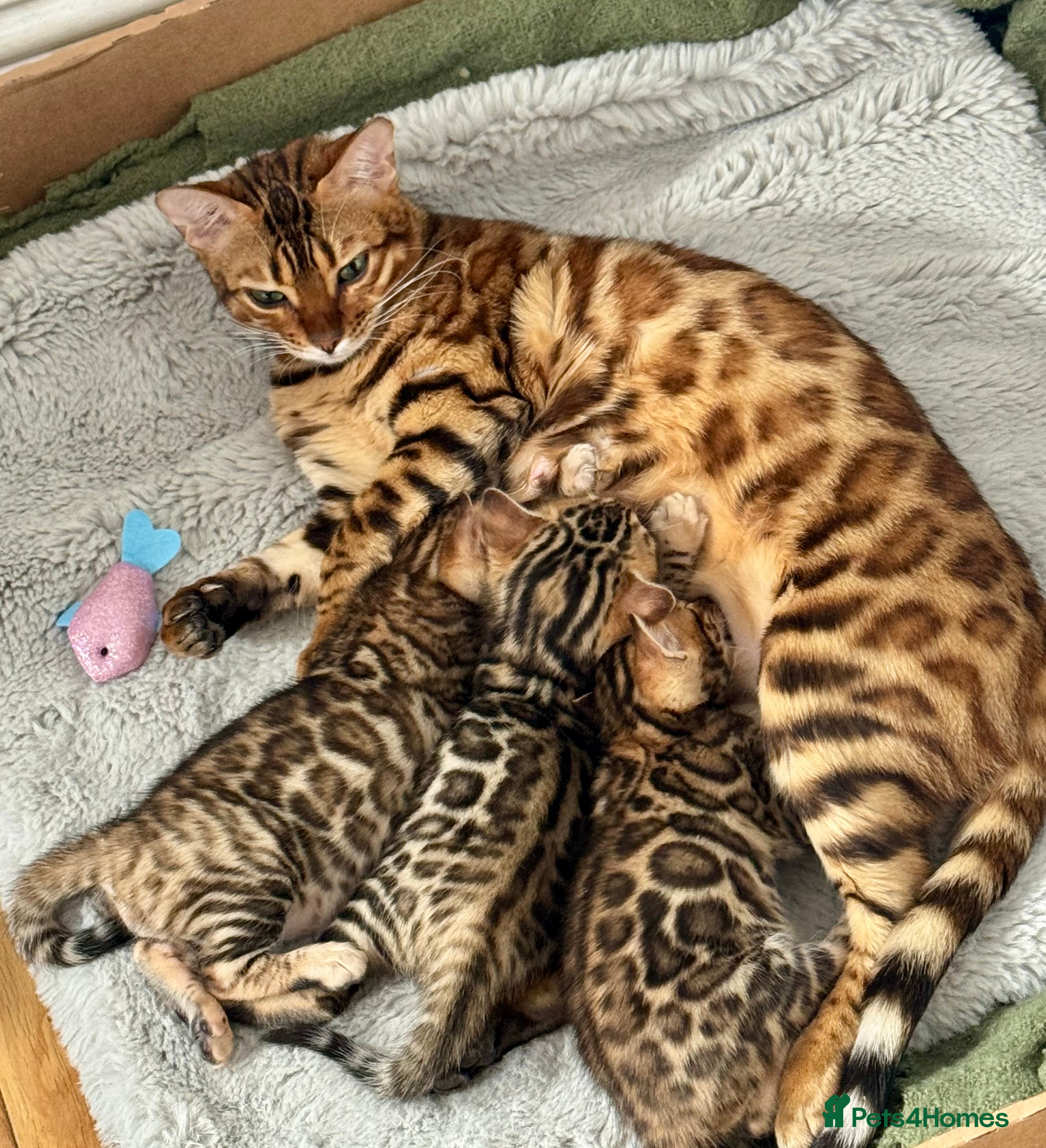 Bengal cats Stunning male Bengal  - Advert 1