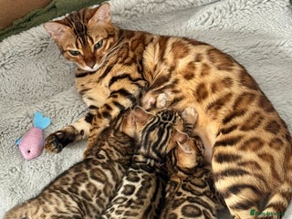 Bengal cats Stunning male Bengal - Advert 1