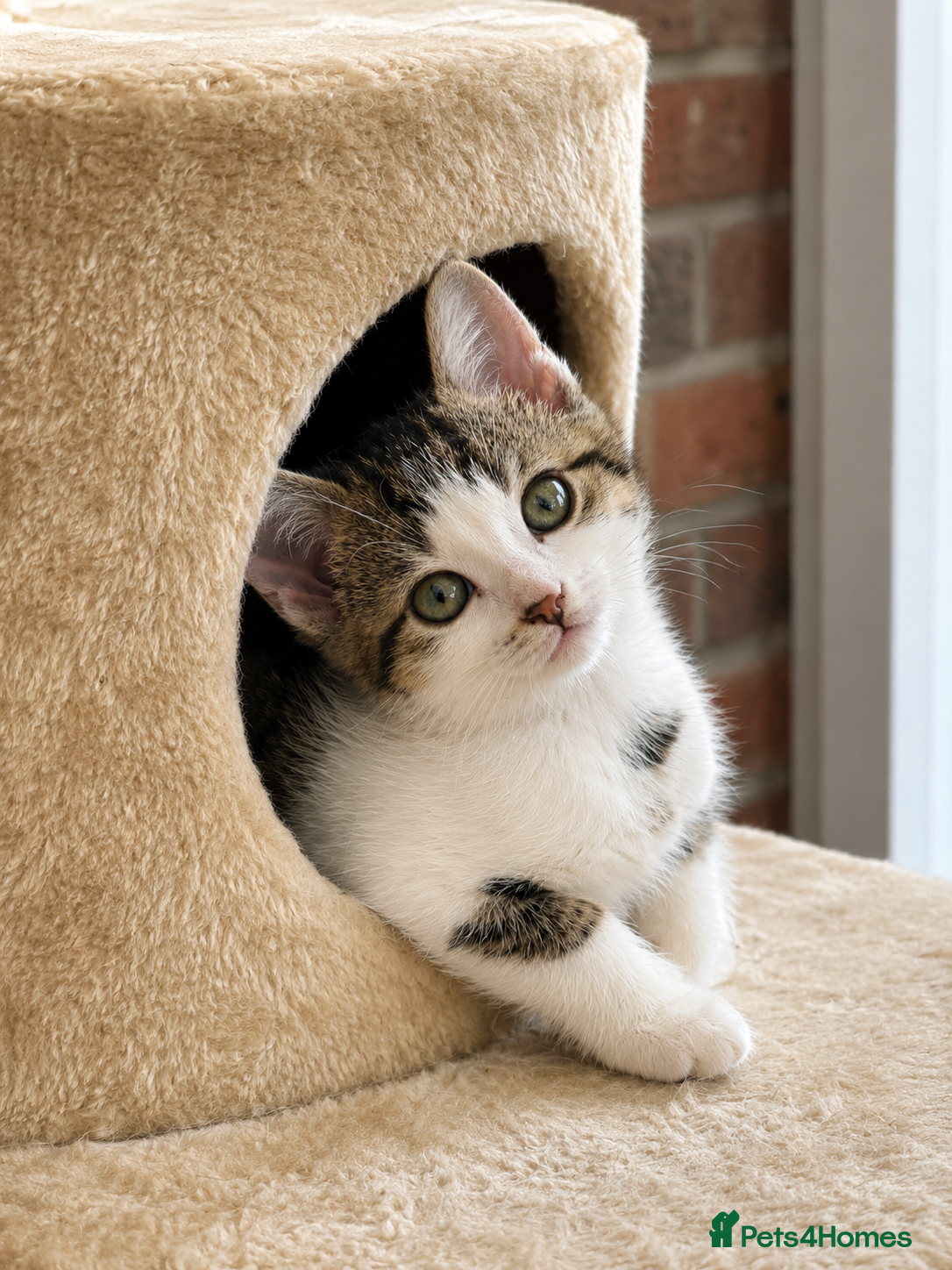 Mixed Breed cats for sale: 5 Beautiful Kittens Who Adore Human Company - Advert 20