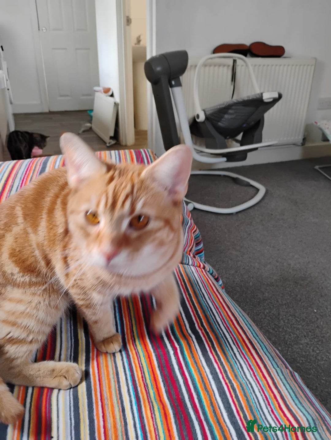 British Shorthair cats for sale: Archie - Image 7