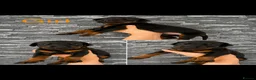Dobermann dogs for sale: Doberman puppies - Advert 17
