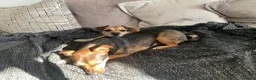 Patterjack dogs for sale: Pippa and Poppy - Advert 4