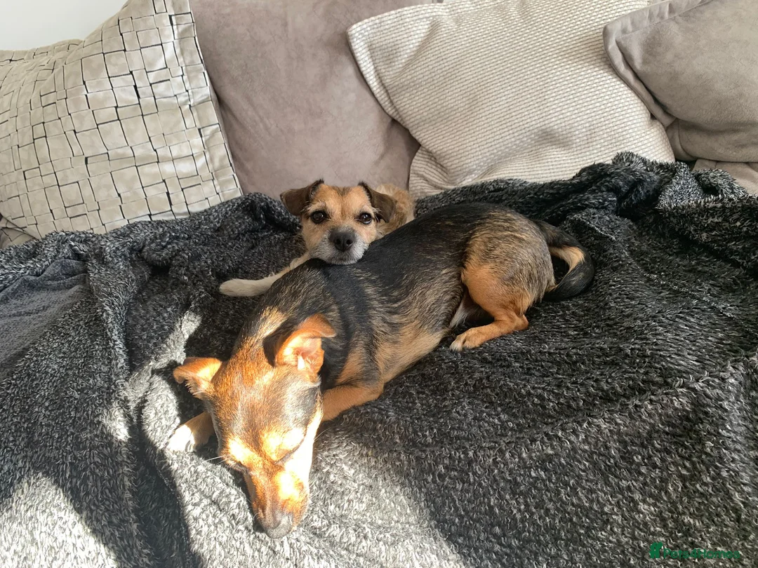 Patterjack dogs for sale: Pippa and Poppy - Advert 4