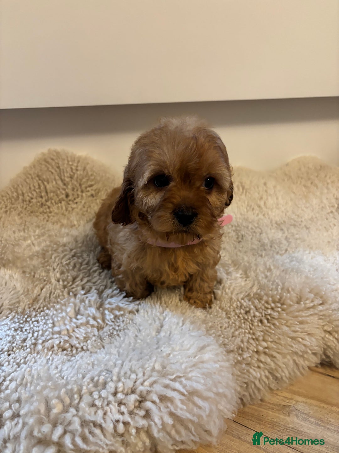 Cavapoo dogs for sale: Beautiful Red Cavapoo puppies for sale  - Advert 4