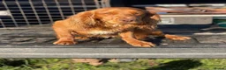 Cocker Spaniel dogs for stud: Health Tested Working Cocker  - Advert 6