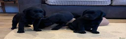 Labrador Retriever dogs for sale: Labrador Puppies  - Advert 11