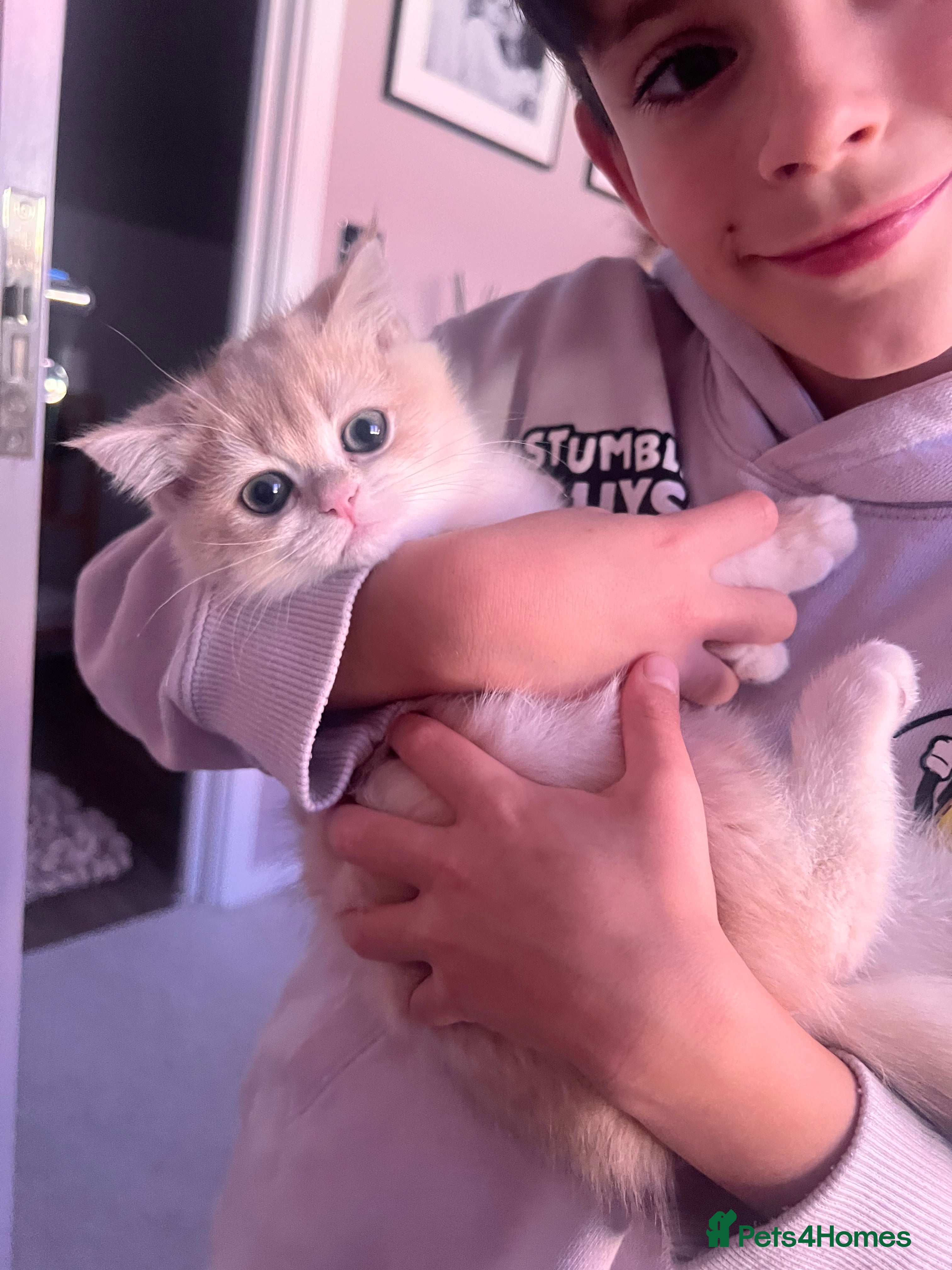 British Shorthair cats Champions lines Golden blue Ay12 BSH kittens - Advert 6