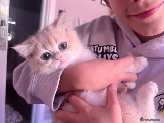 British Shorthair cats Champions lines Golden blue Ay12 BSH kittens - Advert 5