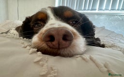 Sprocker dogs for stud: Sprocker spaniel for stud - Image 5