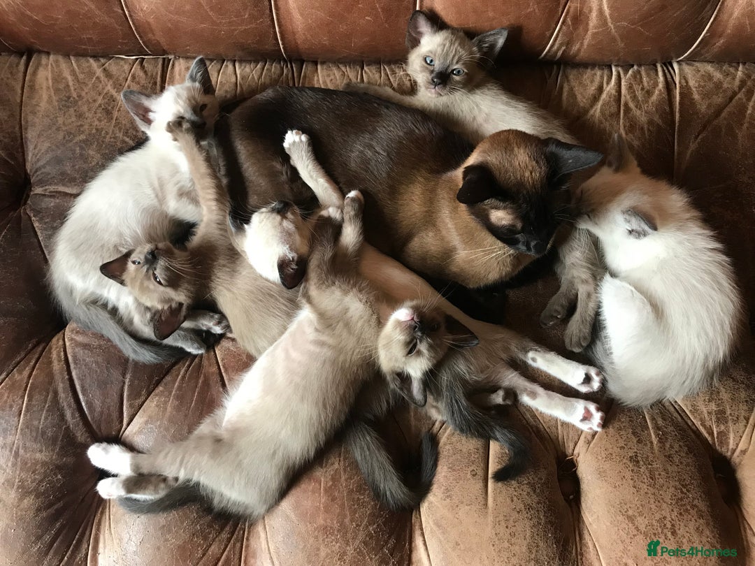 Tonkinese cats for sale: Exquisite Tonkdolls - Image 4