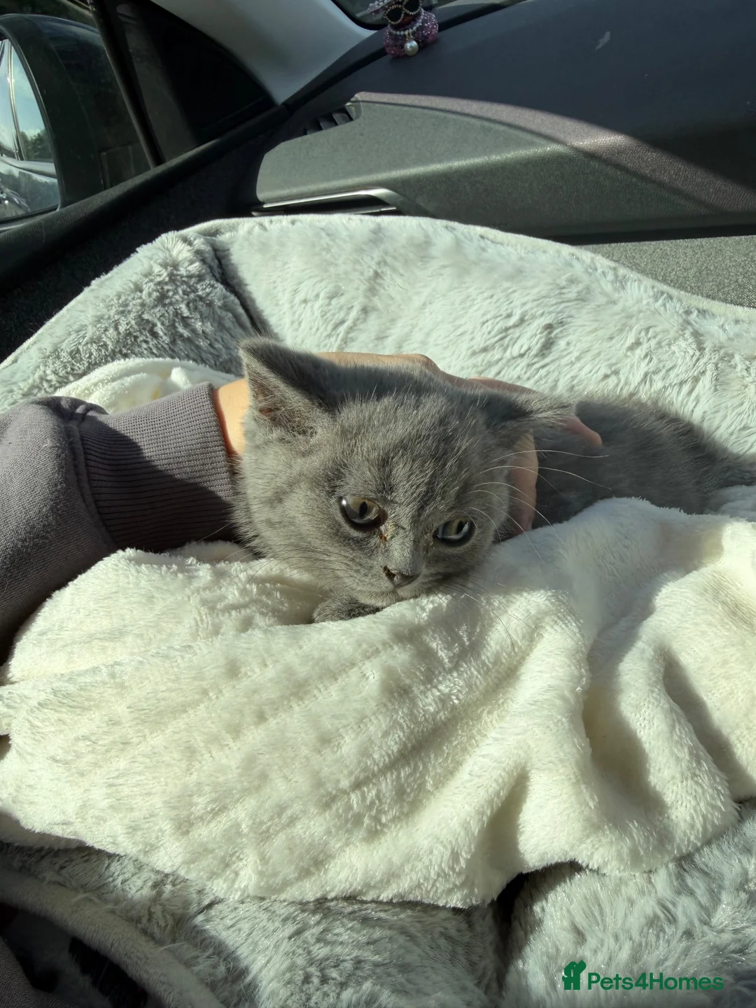 British Shorthair cats for sale: NOW READY British Shorthair Blue Female BEAUTIFUL - Advert 2