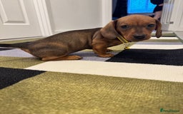 Dachshund dogs for sale: Dachshund female and male puppies  - Image 13