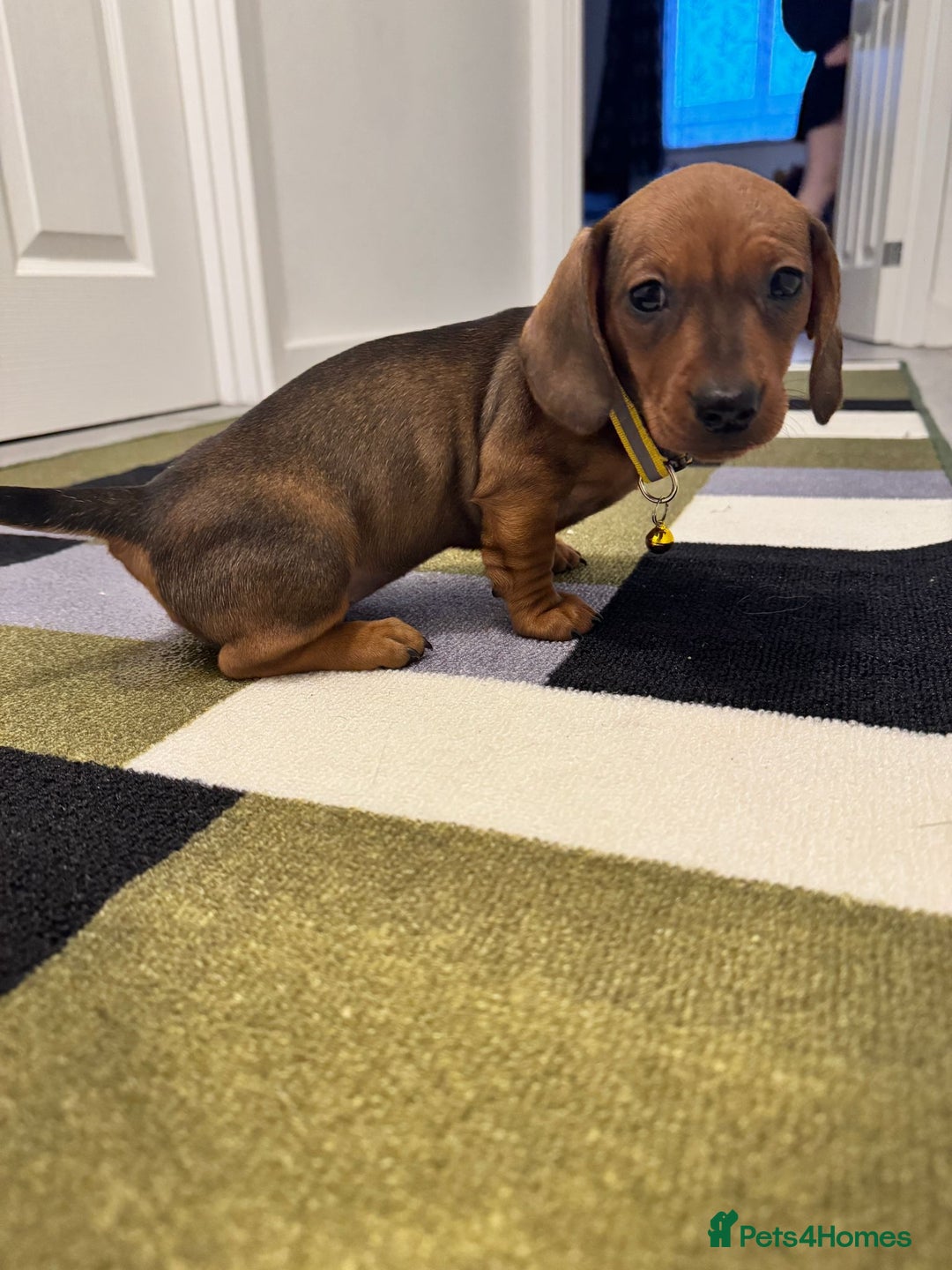 Dachshund dogs for sale: Dachshund female and male puppies  - Image 13