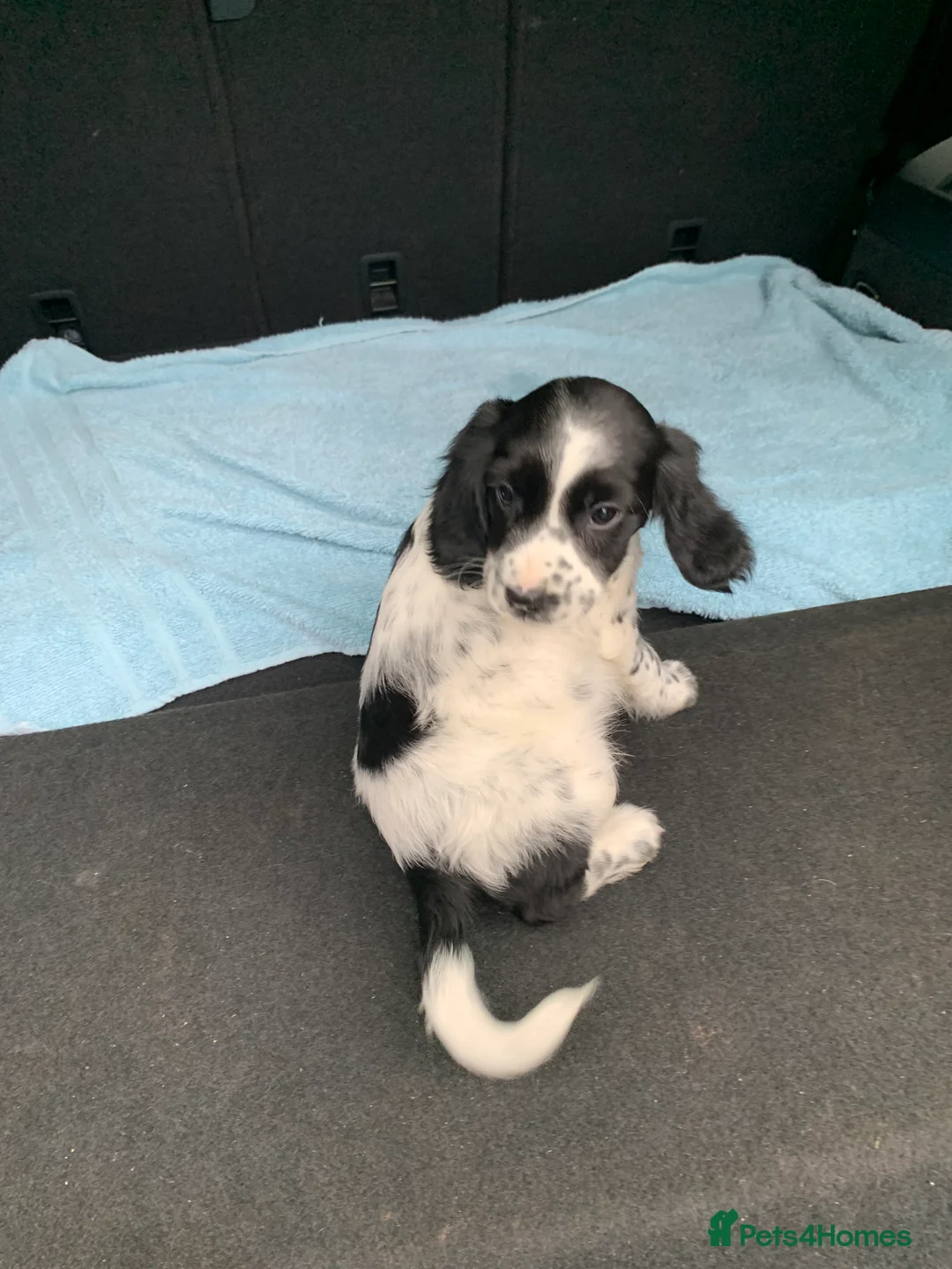 Cocker Spaniel dogs for sale: Cocker spaniel  show type in Longfield - Advert 4