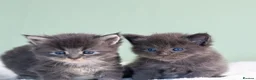 Maine Coon cats for sale: European Bloodlines Maine Coon Kittens Available - Advert 8
