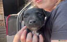 Jack Russell dogs for sale: Adorable Jack Russell Puppies for Sale! - Image 3