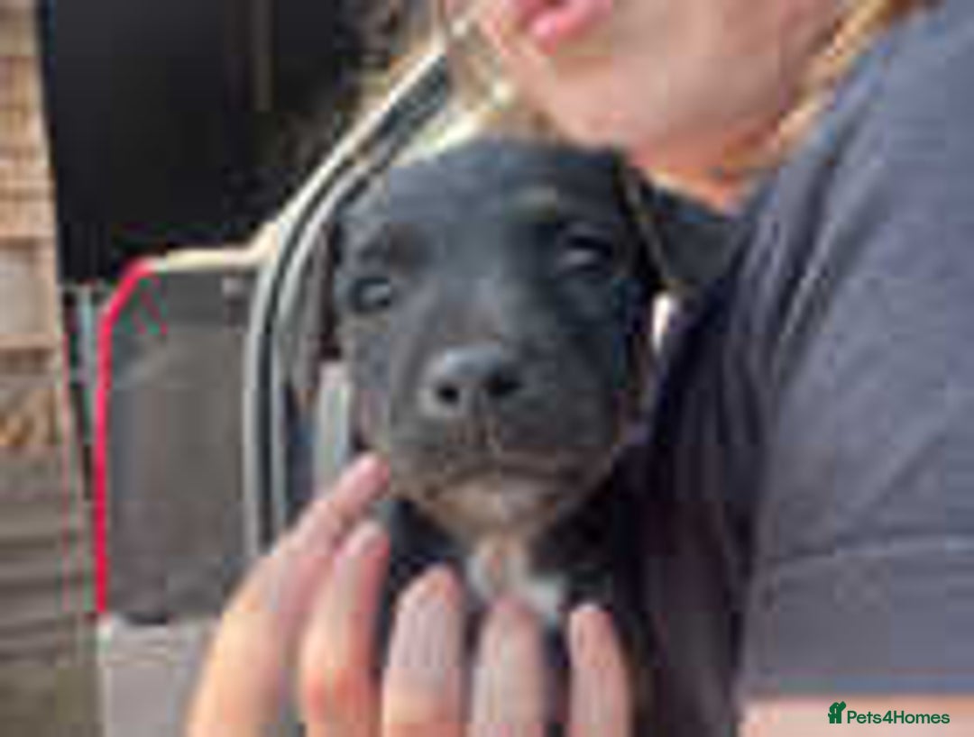 Jack Russell dogs for sale: Adorable Jack Russell Puppies for Sale! - Image 3