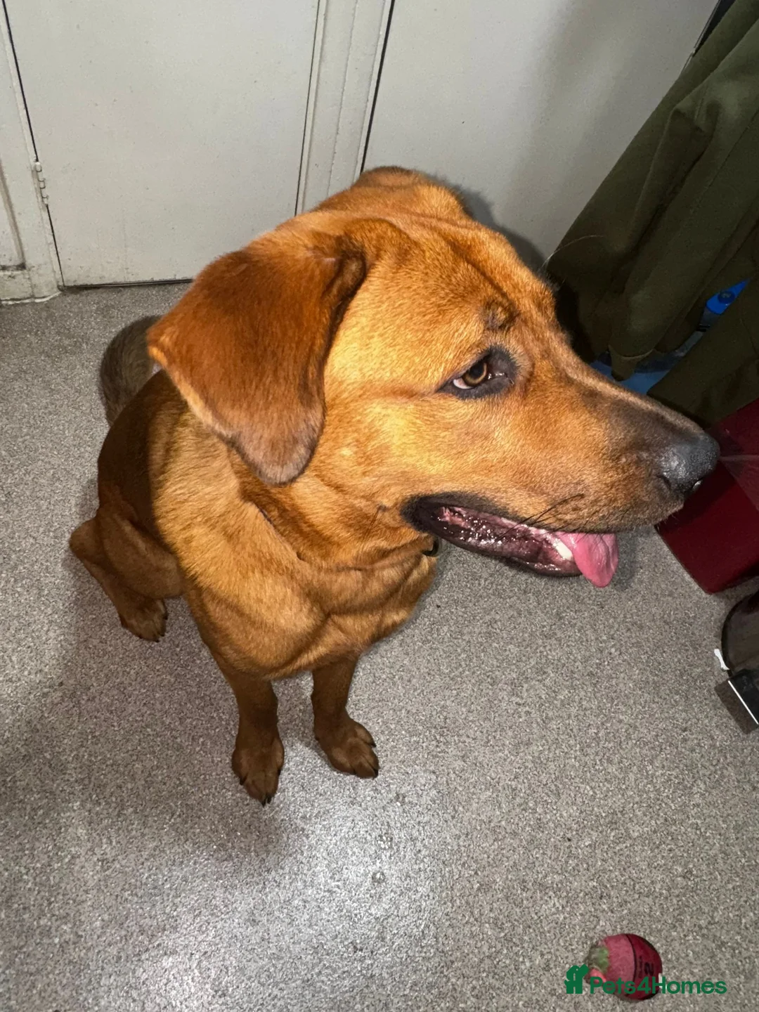 Mixed Breed dogs for sale: GERMAN SHEPHERD  ** TIFF in London - Advert 1