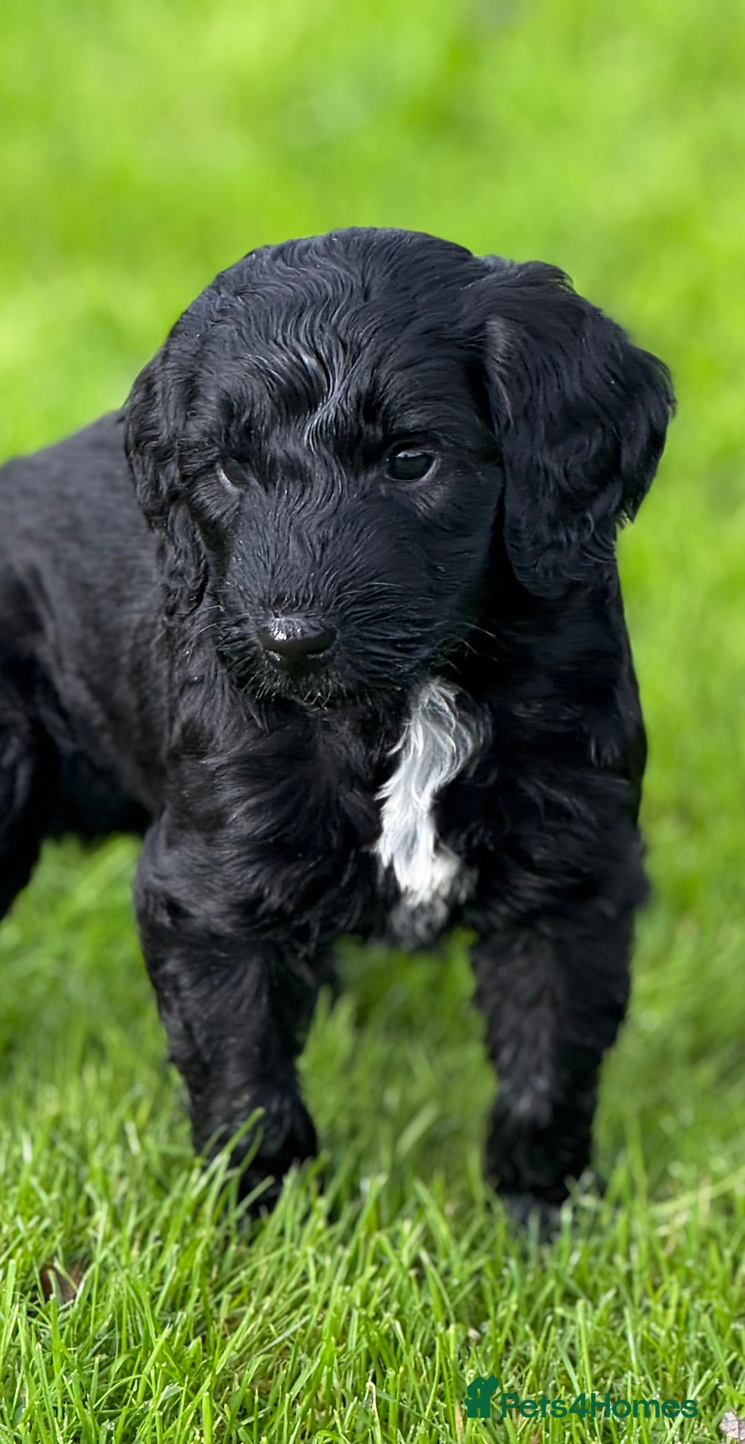 Mixed Breed dogs for sale: 🐾F3 Irish X Australian Labradoodle Puppies  - Advert 19