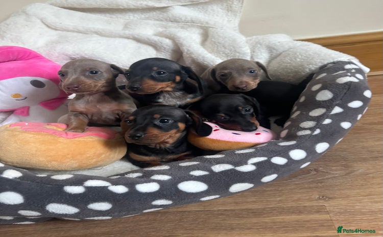 Dachshund dogs - Advert 3