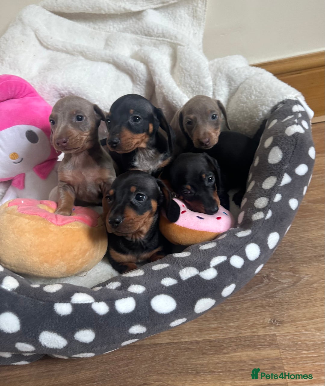 Dachshund dogs for sale: Stunning litter of Dachshund puppies 🌈🥰 - Image 2