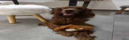 Irish Setter dogs for stud:  READY FOR STUD – PROVEN, HEALTHY, AND EXCEPTIONAL in Walsall - Advert 7
