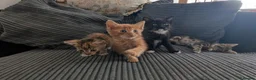 Mixed Breed cats for sale: Kitten  - Advert 12