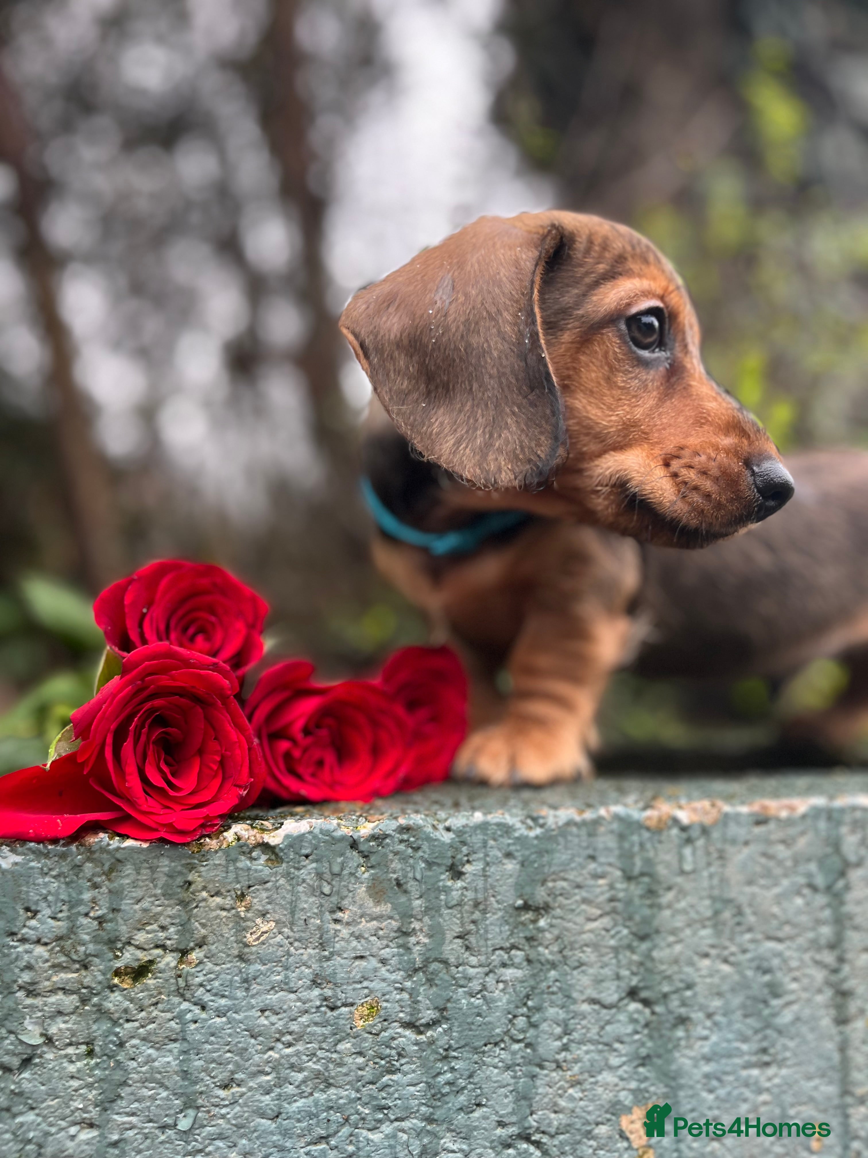 Miniature Dachshund dogs Health tested KC Miniature Wire Dachshunds - Advert 2