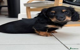 Miniature Dachshund dogs for sale: ONE LEFT 🐾 KC LONGHAIR MINI DACHSHUND PUPS🌳🌸🌿 - Image 17