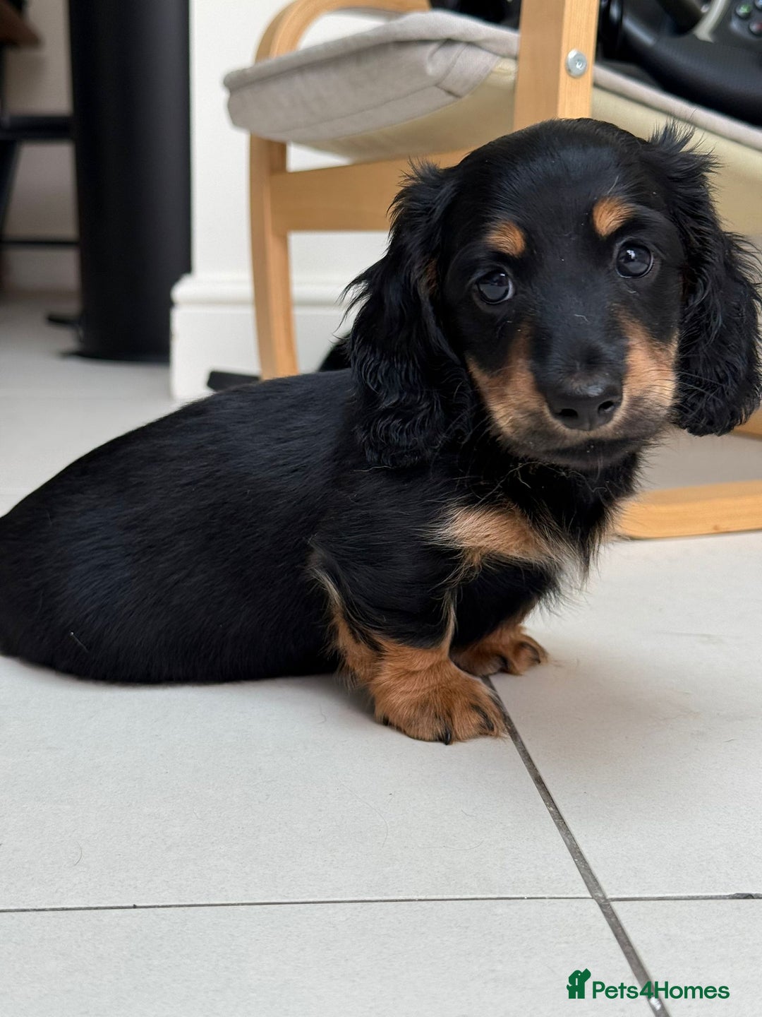 Miniature Dachshund dogs for sale: ONE LEFT 🐾 KC LONGHAIR MINI DACHSHUND PUPS🌳🌸🌿 - Image 17