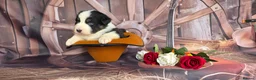 Australian Shepherd dogs for sale: Australian shepherds  - Advert 26