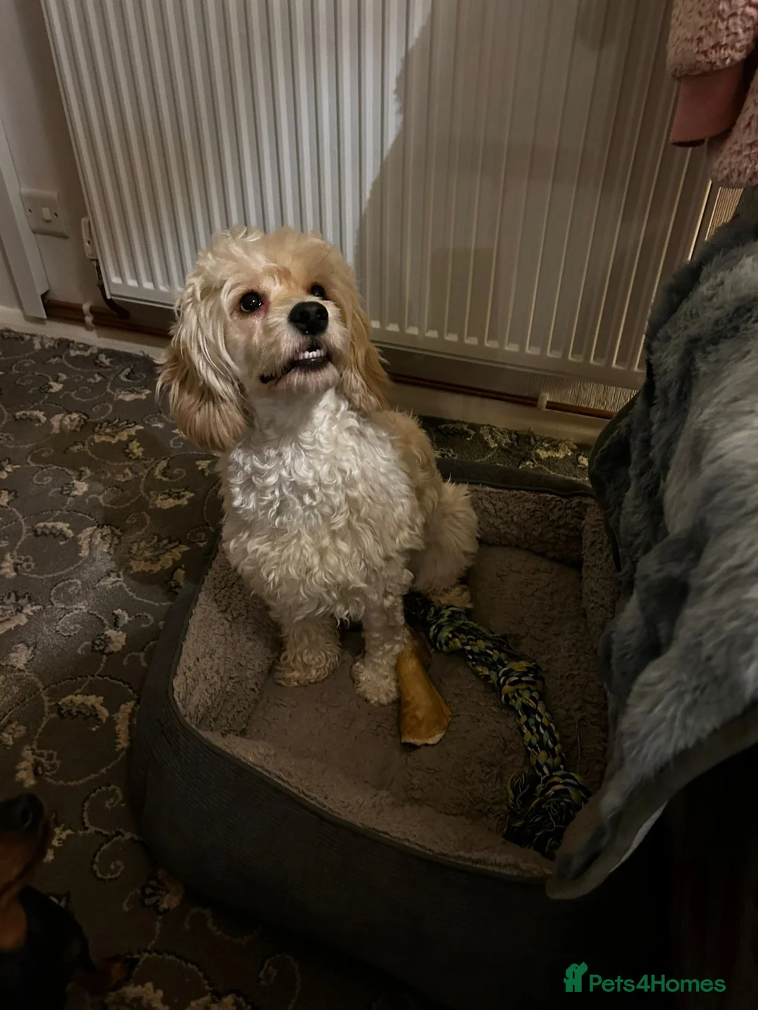 Cockapoo dogs for sale: Stunning cream girl - Advert 8