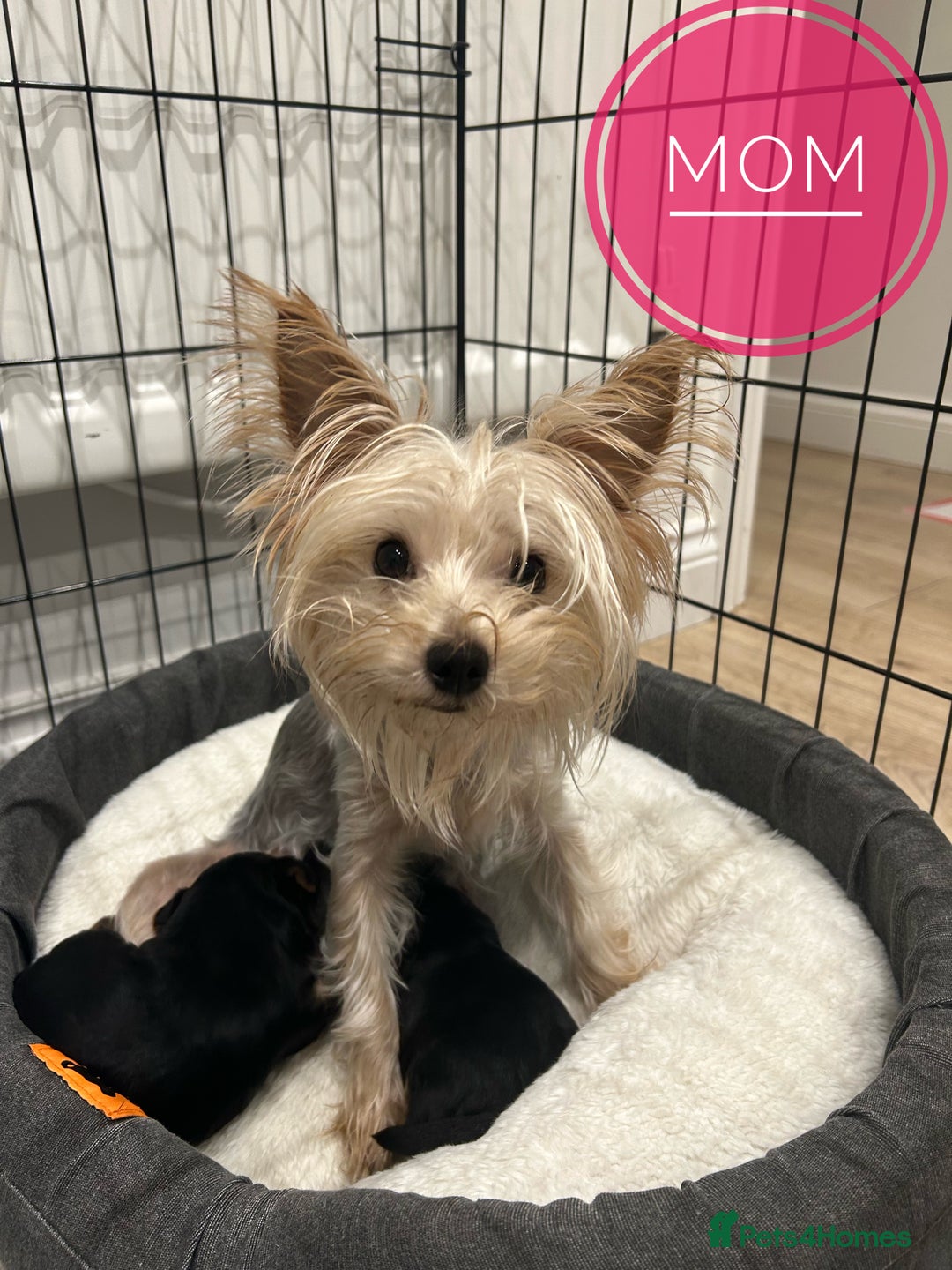 Yorkshire Terrier dogs for sale: Yorkshire puppy - Advert 13