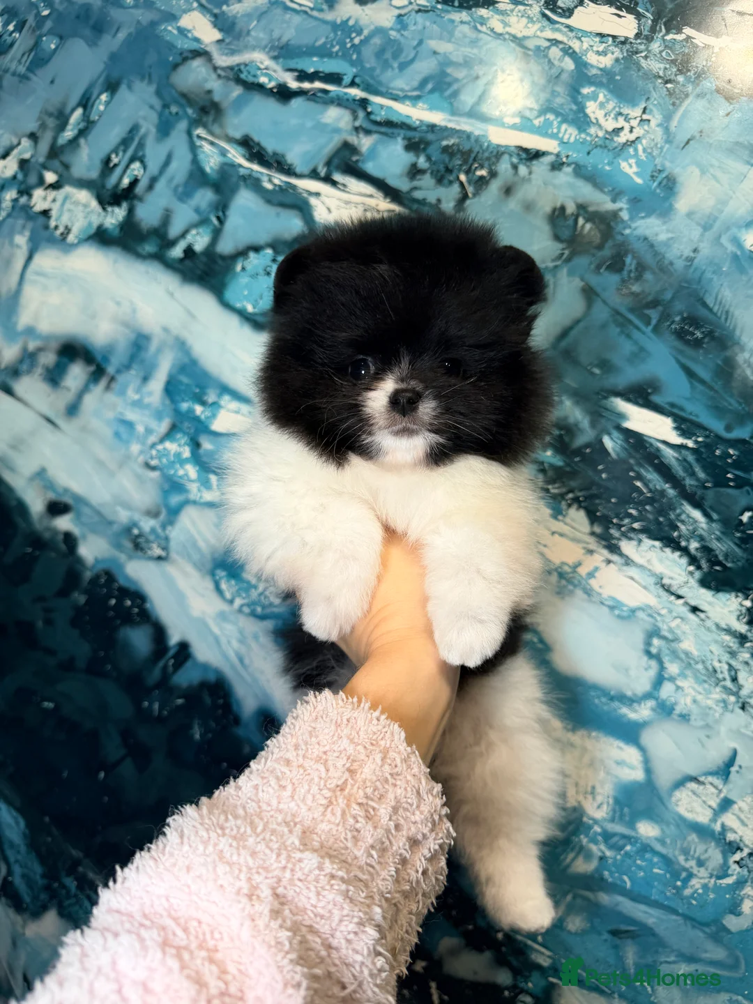 Pomeranian dogs for sale: Party color Pomeranian boy like a panda bear - Advert 12