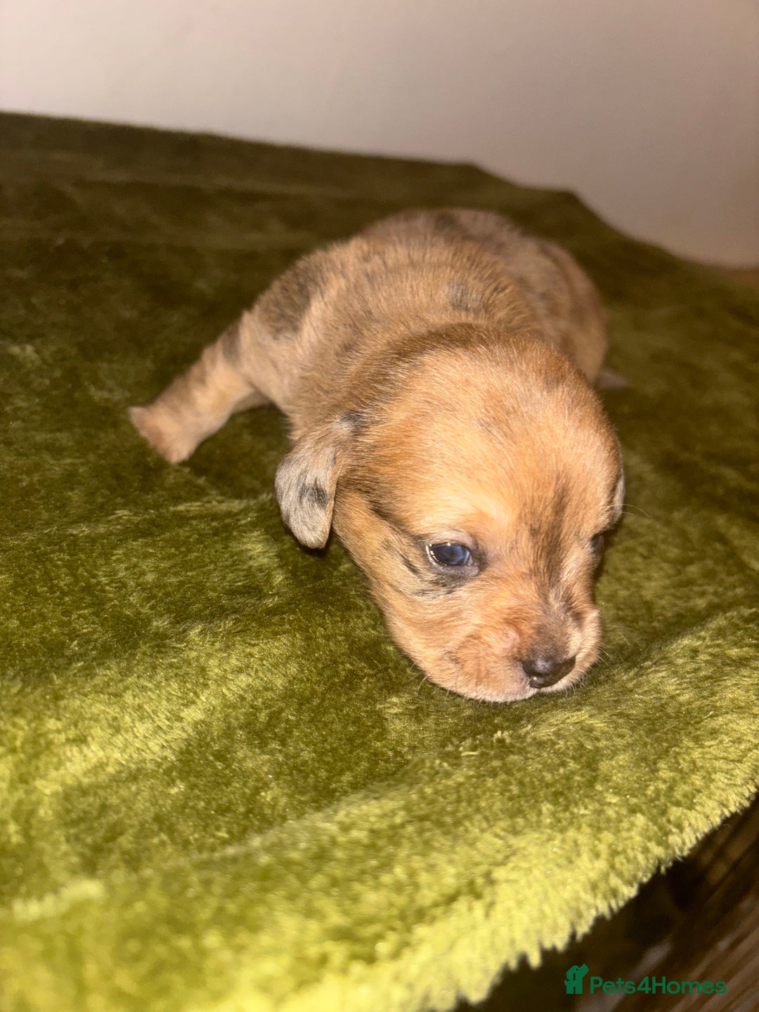Mixed Breed dogs for sale: Schweenies - Image 7