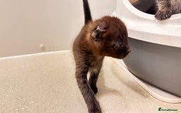Savannah cats for sale: Stunning F3 Savannahs - Image 17