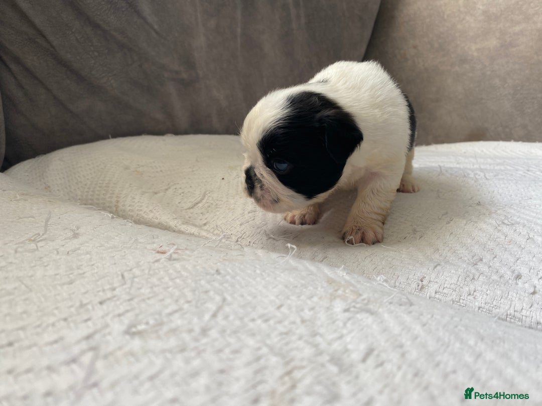 French Bulldog dogs for sale: French bulldogs puppy’s for sale - Advert 7