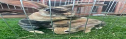 Harlequin rabbits for sale: Harlequin rabbits ready to go! - Advert 5