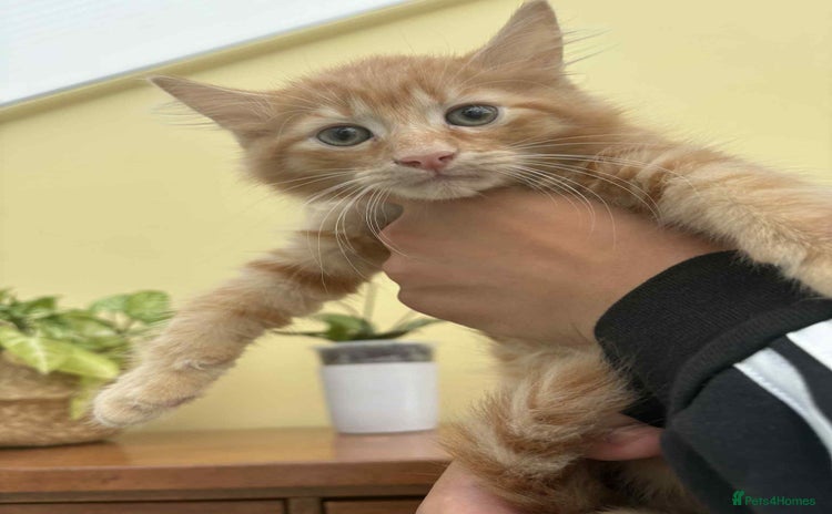 Maine Coon cats - Advert 4