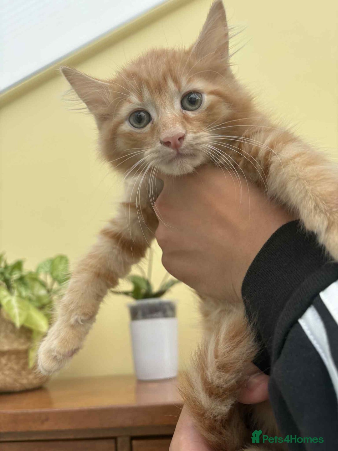 Maine Coon cats for sale: Maine coon cross kittens  - Image 1