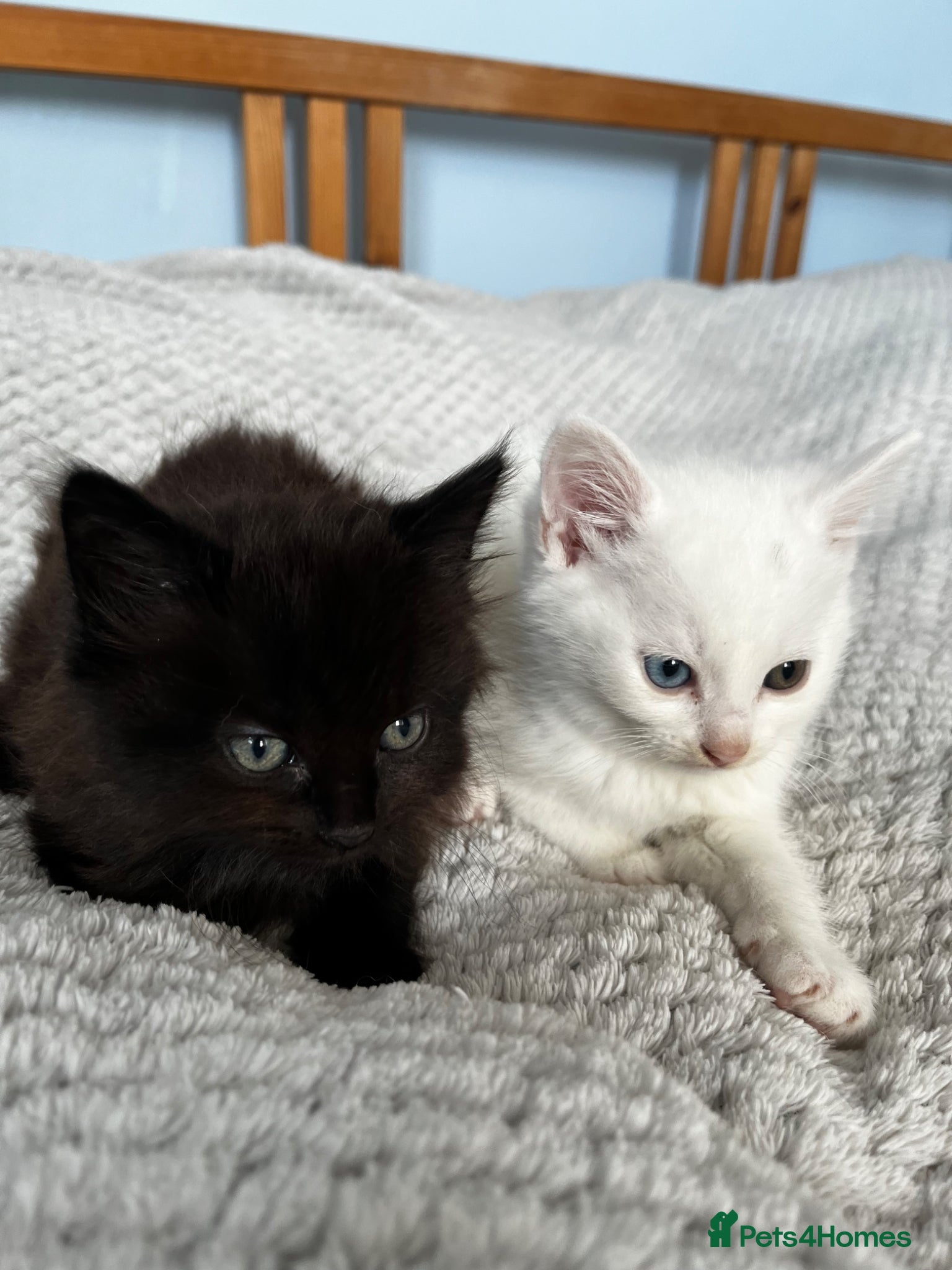 Mixed Breed cats Super cute kittens  - Advert 14