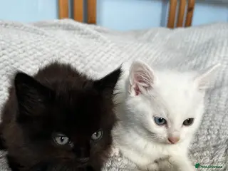 Mixed Breed cats Super cute kittens - Advert 14