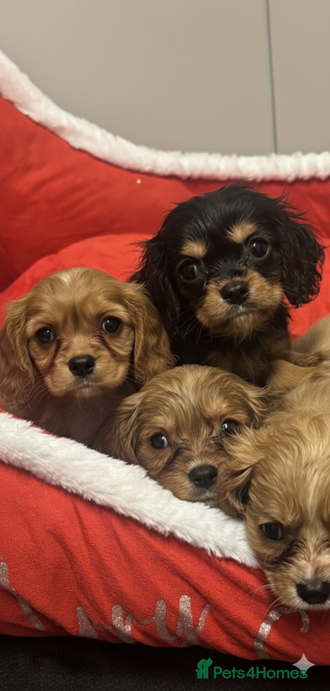 Cavalier King Charles Spaniel dogs for sale: 🐶 Cavalier King Charles Puppies 🐶  - Advert 1